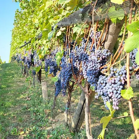 Casa Da Cristina Short