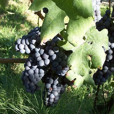 Daire Casa Da Cristina Short La Morra