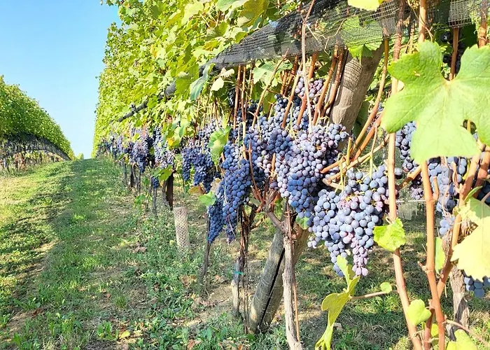 Casa Da Cristina Short