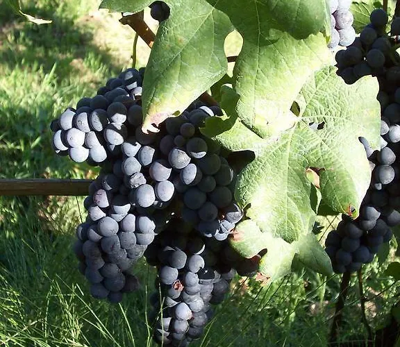 Apartment Casa Da Cristina Short La Morra